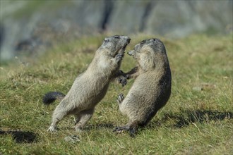 Alpine Marmots (Marmota marmota), cubs, playing, Salzburg State, Austria, Europe