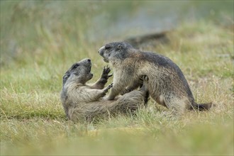 Alpine Marmots (Marmota marmota), cubs, playing, Salzburg State, Austria, Europe