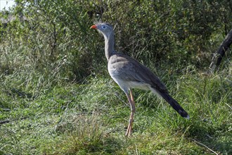 Red-legged seriema (Cariama cristata) in the breeding station of the Conservation Land Trust at the