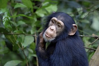 West African chimpanzee (Pan troglodytes verus) in the rainforest, young animal, animal portrait,