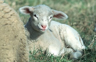 Domestic Sheep, Lamb, Sheep, Sheep