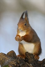 Squirrel, North Rhine-Westphalia, Germany, Europe