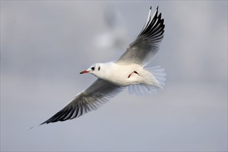 Black headed gull in winter plumage, plain plumage, Black-headed Black-headed Gull (Larus