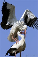 White storks (Ciconia ciconia), pair, copulating, Germany, Europe