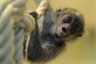 Golden-fronted spider monkey, juvenile (Ateles belzebuth belzebuth)