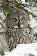 Great Gray Owl (Strix nebulosa) in winter, Great Gray Owl in winter, snow, snow