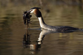 Great crested grebe (Podiceps cristatus) with nesting material, Lower Saxony, Germany, Europe