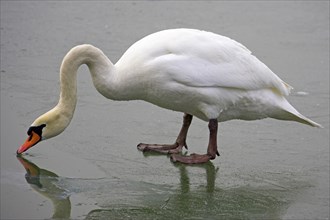 Mute swan (Cygnus olor) on ice, Mute Swan, lateral, releasable, Germany, Europe