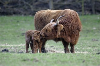 Scottish Highland Cattle, cow with calf, calf with calf