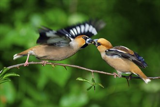 Hawfinches (Coccothraustes coccothraustes), Lower Saxony, Germany, finches, Europe