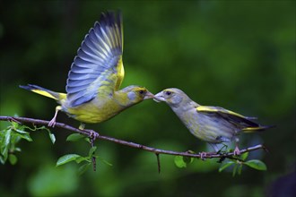 Greenfinches (Carduelis chloris), pair, Lower Saxony, Germany, finches, Europe