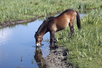 Exmoor pony, mare, lateral