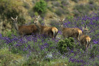 Red deer (Cervus elaphus), female, Portugal, Europe