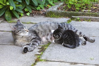 Domestic cat sucks kittens, tabby