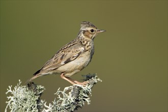 Woodlark (Lullula arborea), lark, larks, lateral, Portugal, Europe