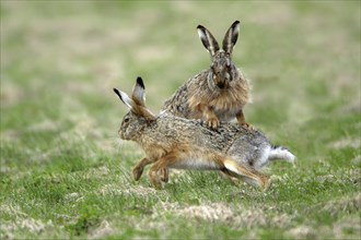 Brown Hares (Lepus europaeus), pair, Lake Neusiedl, Austria, European Hare, Europe