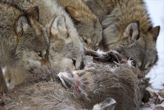 Gray wolves (Canis lupus) at the deer carcass