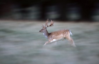 Fallow Deer (Dama dama), male, Fallow deer, male, lateral, side