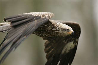 Black kite (Milvus migrans)