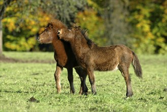 Icelandic Horses, foals, Icelandic ponies, foals, Icelanders