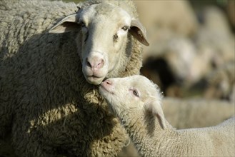 Merino sheep with lamb, sheep, sheep, lambs