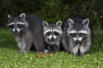 Raccoons (Procyon lotor), female with youngs, Germany, Europe