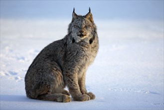 Canada lynx (Lynx lynx canadensis) (Felis lynx canadensis), silver lynx