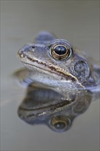 Grass frog, male, North Rhine-Westphalia, Germany, Europe