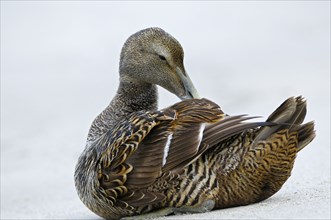 Eider duck, female, Helgoland dune, Schleswig-Holstein, Germany, Europe