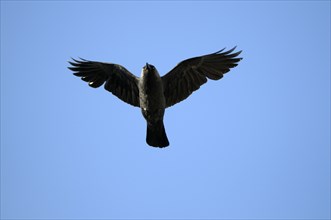 Jackdaw, North Rhine-Westphalia, Germany, Europe