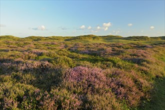 Common heather, De Bollekamer nature reserve, part of the Texel Dunes National Park, Texel Island,