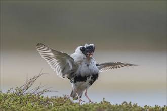 Ruff (Philomachus pugnax), male, courtship dance, northern Norway, Varanger, Norway, Europe