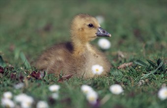 Greylag Goose (Anser anser), gosling, Germany, Europe