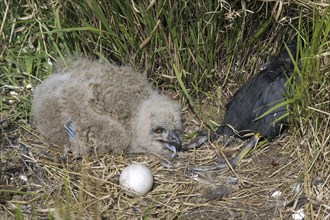 Eurasian eagle owl (Bubo bubo) chick, owlet with egg and moorhen prey in exposed nest on the ground