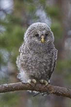 Ural owl (Strix uralensis) owlet perched in tree, Scandinavia