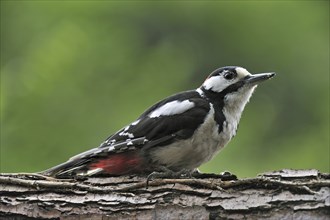 Great Spotted Woodpecker (Dendrocopos major), Greater Spotted Woodpecker male on tree trunk