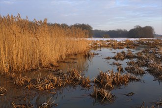 Icy shore areas at Lake Leiner with old reeds, Middle Elbe Biosphere Reserve, Saxony-Anhalt,