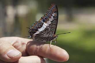 Two-tailed Pasha (Charaxes jasius), Foxy Emperor on finger, Etosha National Park, Namibia, South