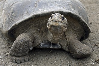 Galapagos giant tortoise (Chelonoidis nigra) (Geochelone elephantopus) in the Darwin Station, Santa