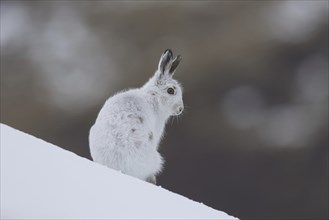 Mountain hare (Lepus timidus), Alpine hare, snow hare in white winter pelage in the Scottish