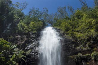 Protesters falls, waterfall, water, fresh, nature, environment, Nightcap National Park, Queensland,