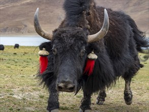 Yak cattle with horns and red bobbles, aggressive bull, highlands of Tibet, China, Asia