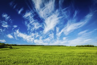 Spring summer background, green grass field meadow scenery lanscape with blue sky