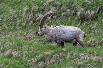 Alpine Ibex (Capra ibex), buck shedding its fur, High Tauern National Park, Austria, Europe