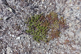 Dwarf Birch (Betula nana), Dovrefjell–Sunndalsfjella National Park, Norway, Europe