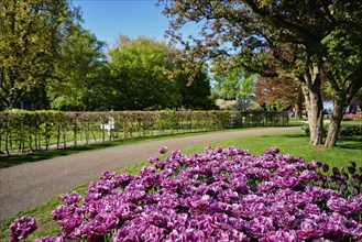 Blooming double late tulips (peony flowered tulips) flowerbed in Keukenhof flower garden aka the