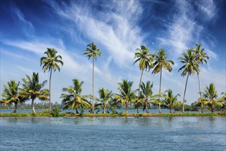 Kerala travel tourism background, Palms at Kerala backwaters. Allepey, Kerala, India. This is very