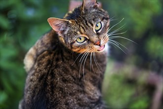 Brown tabby felidae (Felis silvestris catus), portrait, hissing, top view, Germany, Europe