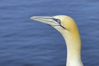 Northern gannet (Morus bassanus), animal portrait, side shot Lummenfelsen, Helgoland Island,