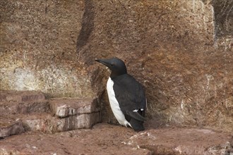 Thick-billed murre (Uria lomvia), Brünnich's guillemot breeding on rock ledge of sea cliff in